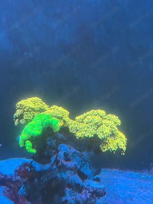 korallen meerwaser auflösung 