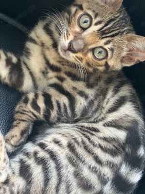 Bengalkitten geb am 17.4 