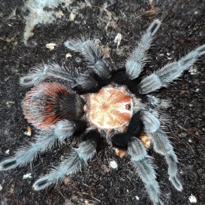 Brachypelma Albiceps    1.0