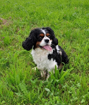 Cavalier King Charles Spaniel 