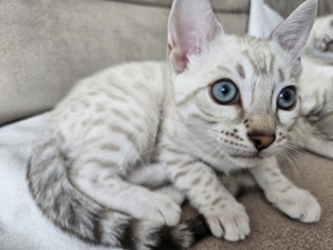 Bengal Lynx Kitten