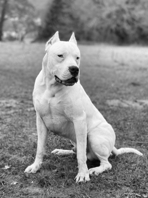 dogo argentino 