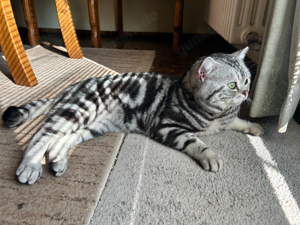 Deckkater BKH in Black Silver Tabby Classic Whiskas