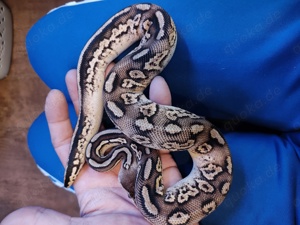 Python 