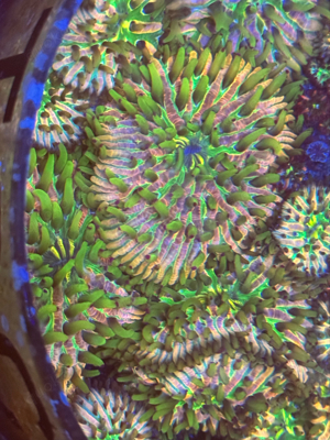 Fungia Rainbow LPS Korallen
