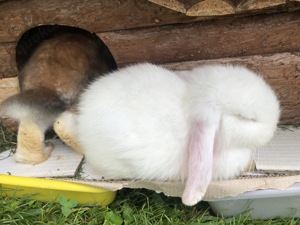 Mini Lop Zwergwidder NHD, Zwergkaninchen