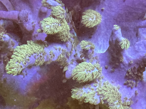 Pilzlederkoralle Weichkorallen Ableger Bild 3