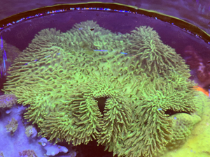 Sarcophyton Ultra Pilzlederkorallen Weichkorallen