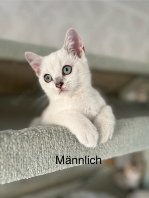 Reinrassige BKH Kitten mit blauen Augen