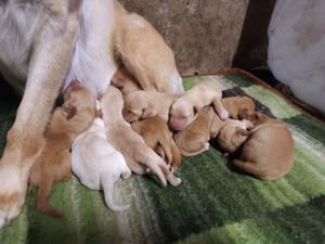 Labrador 75 % Rüden und Hündinnen ab 13.10.24