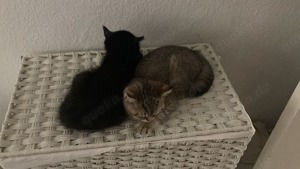 BKH Katzen 4 Monate alt zu Verschenken 