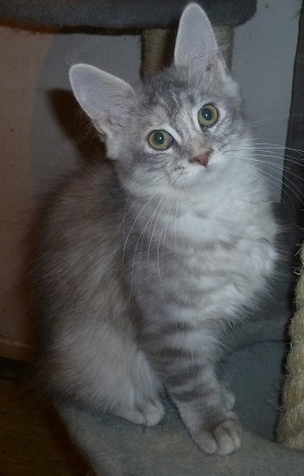 Maine Coon Kitten weiblich