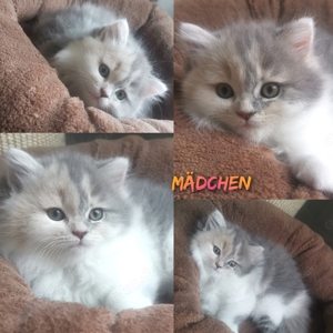 Bkh Blh KITTEN 2 Mädchen Blh Glückskäzchen 