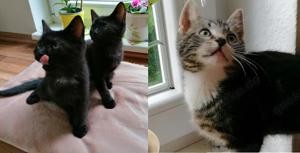 3 Maikätzchen (2 Mädchen 1 Kater) und die Mutti dazu suchen ein schönes neues Heim Kitten Hauskatzen