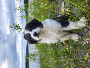 Miniatur Australian Shepherd Welpe