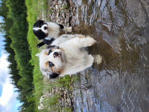 Miniatur Australian Shepherd Welpen