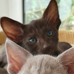 Orientalisch Kurzhaar (OKH) Katzenbabys Kitten Kätzchen in Farben - Lilac und Chocolate