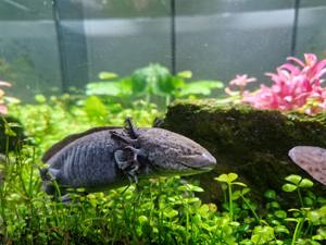 1 Pärchen Axolotl zu verkaufen 