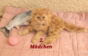 Türkisch-Angora _ Perser Katzenbabys 