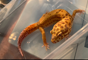 Leopardgecko 1.0 Männchen 