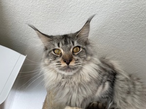 Maine Coon Kätzin mit Stammbaum 2 Jahre kastriert