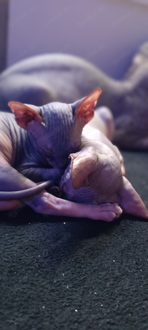 Canadian Sphynx Kitten 