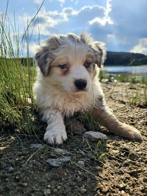 Miniatur Australian Shepherd Welpe 