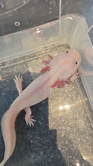 Axolotl Harlekin   Spot 