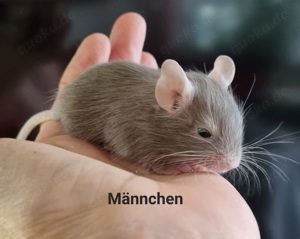 Degus Jungtiere 