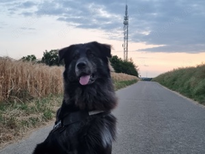 Toller Schäferhund Mix Deckrüde 