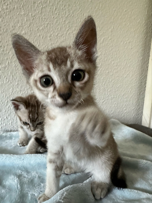 Katzenbabys in Berlin