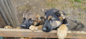 deutscher Schäferhund Welpen DDr Linie 