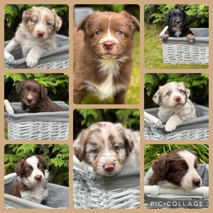 Australian Shepherd Welpen VDH CASD