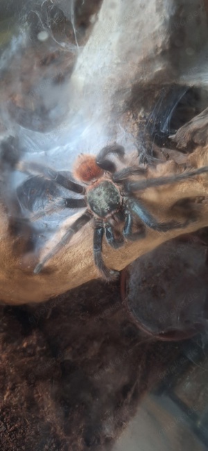 chromatopelma 1.o adult