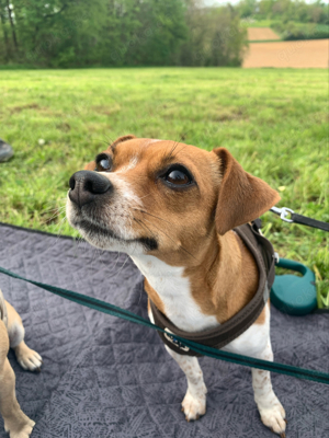 Jack Russell Chihuahua Mix Hündin