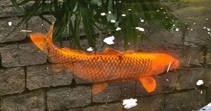 Koi Aka Matsuba aus Privatteich