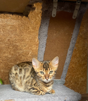 reinrassige Bengal Kitten 