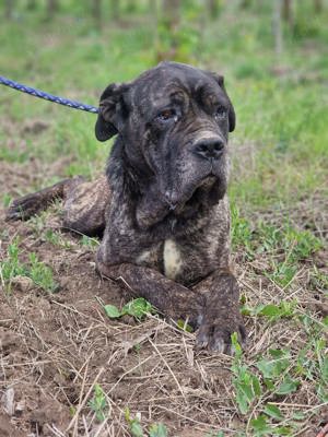 Lieber Cane Corso Rüde, 8 Jahre (kastriert, geimpft, gechipt) sucht liebevollen Einzelplatz