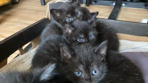 5 süße schwarze Katzenbabys 