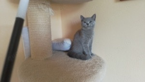 Bkh Kater in Blue mit Ahnentafel zu verkaufen