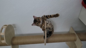 Bengalkatze