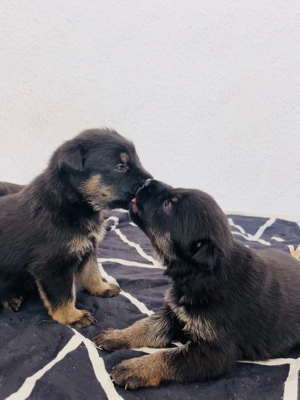 Schäferhund Welpen 