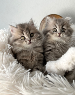 Zwillingskatzen