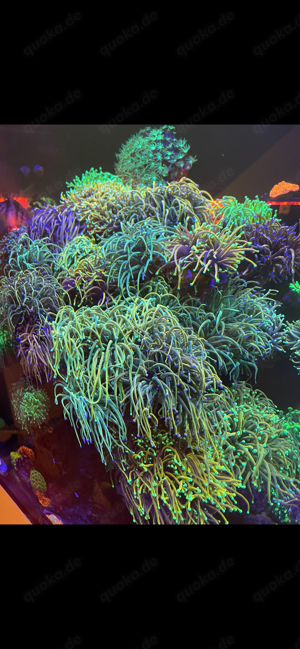  Euphyllia glabrescens Torch Korallen Meerwasser