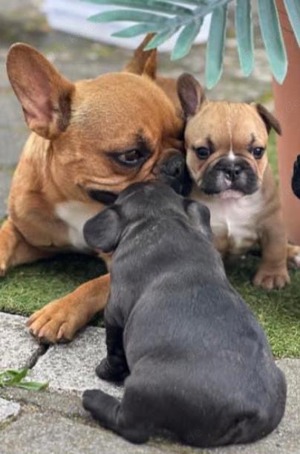 Französische Bulldogge Welpen