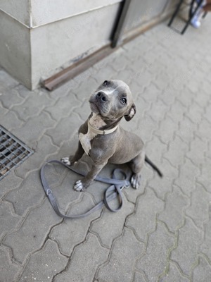 American Bully, Weibchen sucht ! 