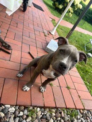 American Bully Welpe sucht ab sofort ein zu Hause. 