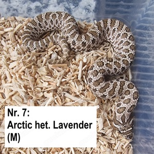 Arctic het. Lavender (Hakennasennattern)