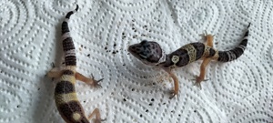 4 Leopardgecko Babys auf Weibchen inkubiert