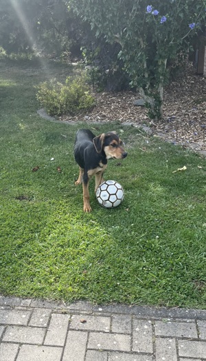 Schäferhund- Mischlingswelpe (Rüde)